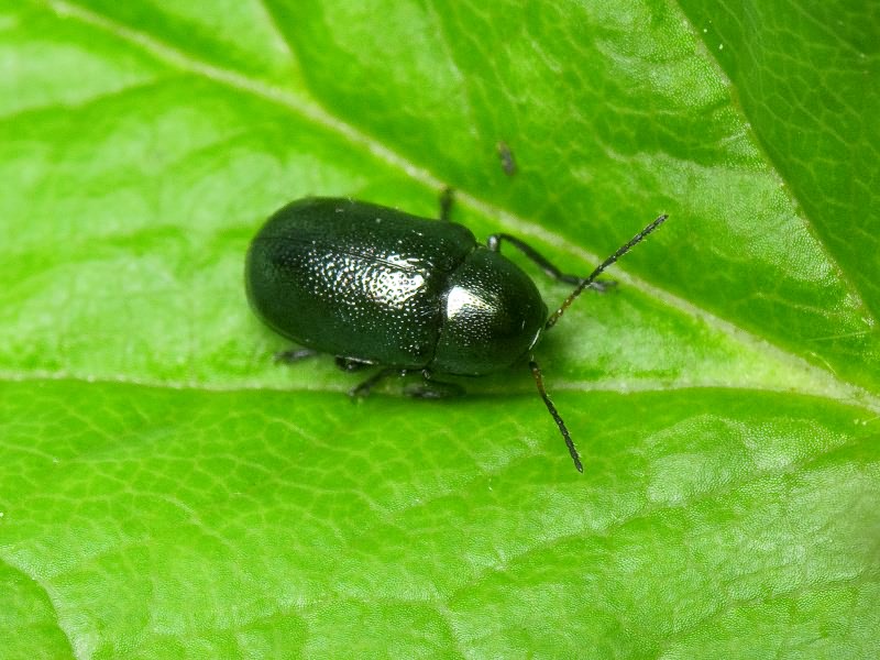 Cryptocephalus (Cryptocephalus) elongatus Germar, 1824